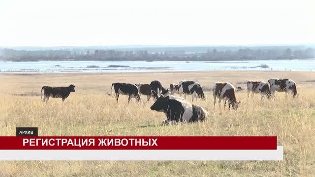 РЕГИСТРАЦИЯ ЖИВОТНЫХ смотреть онлайн