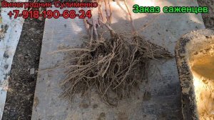 Выкопка саженцев и сборка заказов! 2025