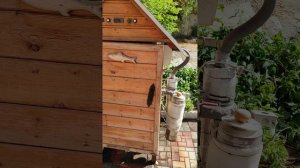 Коптим вместе, варёно-копчёное мясо.