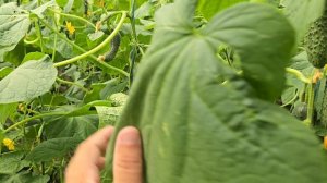 Качество или Урожай,  выращивания огурца,  Краснодарский край.