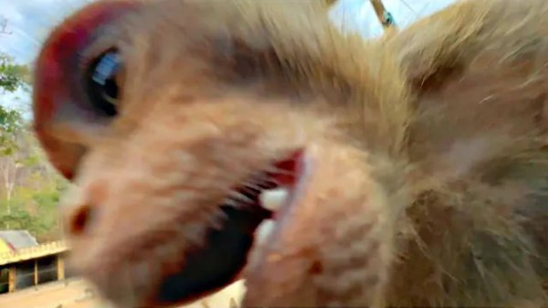 ✅НАПАЛИ ОБЕЗЬЯНЫ !!! Украли ЭЛЕКТРОШОКЕР 🙊Почему нельзя трогать обезьян ☠️ Добываем МУМИЁ в ПЕЩЕРЕ