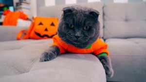 ПОКАЗ МОД - КОСТЮМЫ для Котика, Пёсика и Ежика на Хэллоуин | Чей ОБРАЗ Лучше? | Кот Баттерс