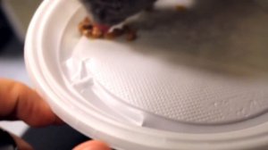 КОТЕНОК БАТТЕРС ЕДЕТ В ПОЕЗДЕ | ИГРАЕТСЯ И СПИТ В ОБНИМКУ