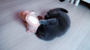 КОШКА ПРОТИВ НЕ ЖЕЛЕЙНОГО МЕДВЕДЯ