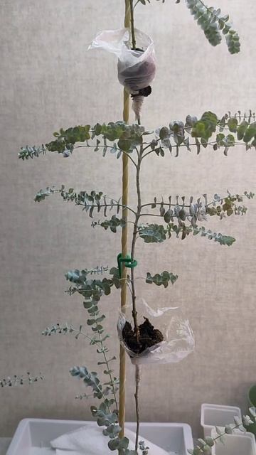 Укоренила эвкалипта "Круза Бруклиф Мали" #цветы #plants смотреть онлайн