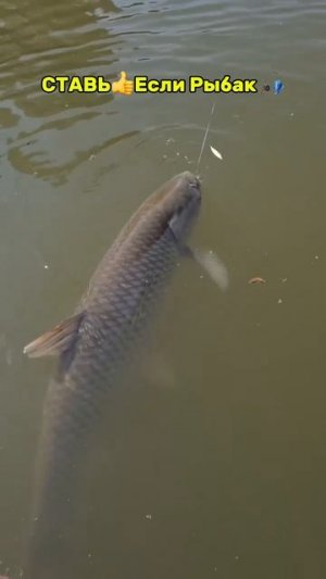 Ловил таких? 🎣