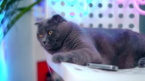 ПЕРЕПИСКА С ФЕЙКОМ | ЗЛАЯ ХОЗЯЙКА ХОЧЕТ СДАТЬ КОТИКА И ПЕСИКА В ПРИЮТ ! ПИТОМЦЫ ПРОТИВ!