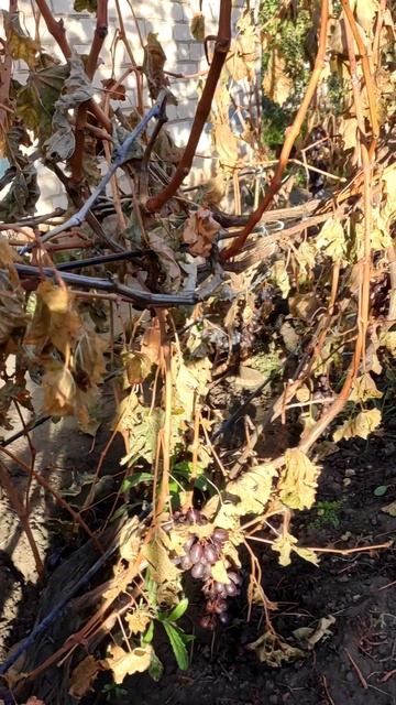 заморозки подарили лакомство осам и пчедам смотреть онлайн