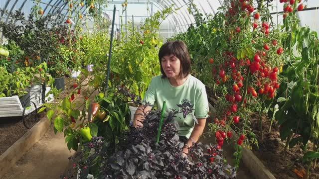 №13  Красивая коллекция острого перца и поздний урожай томатов 22.09.25. Какой перчик украсит окно?