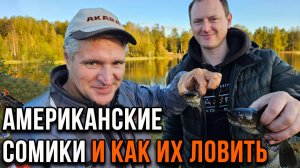 Сомики и как их ловят.