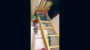 ДОМАШНЯЯ КОШКА Знакомится с Уличным КОТОМ | ПОБЕГ от ХОЗЯЙКИ | Кошка ОДИН ДЕНЬ в ОГОРОДЕ