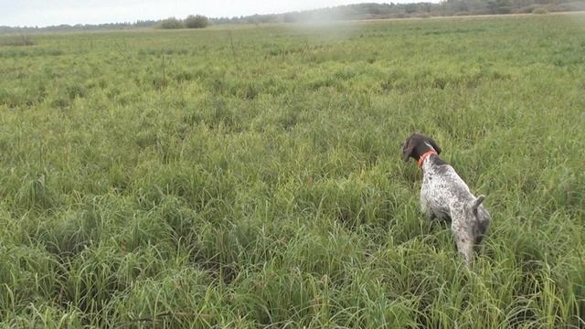 Эрик в новых условиях по болотной дичи. смотреть онлайн