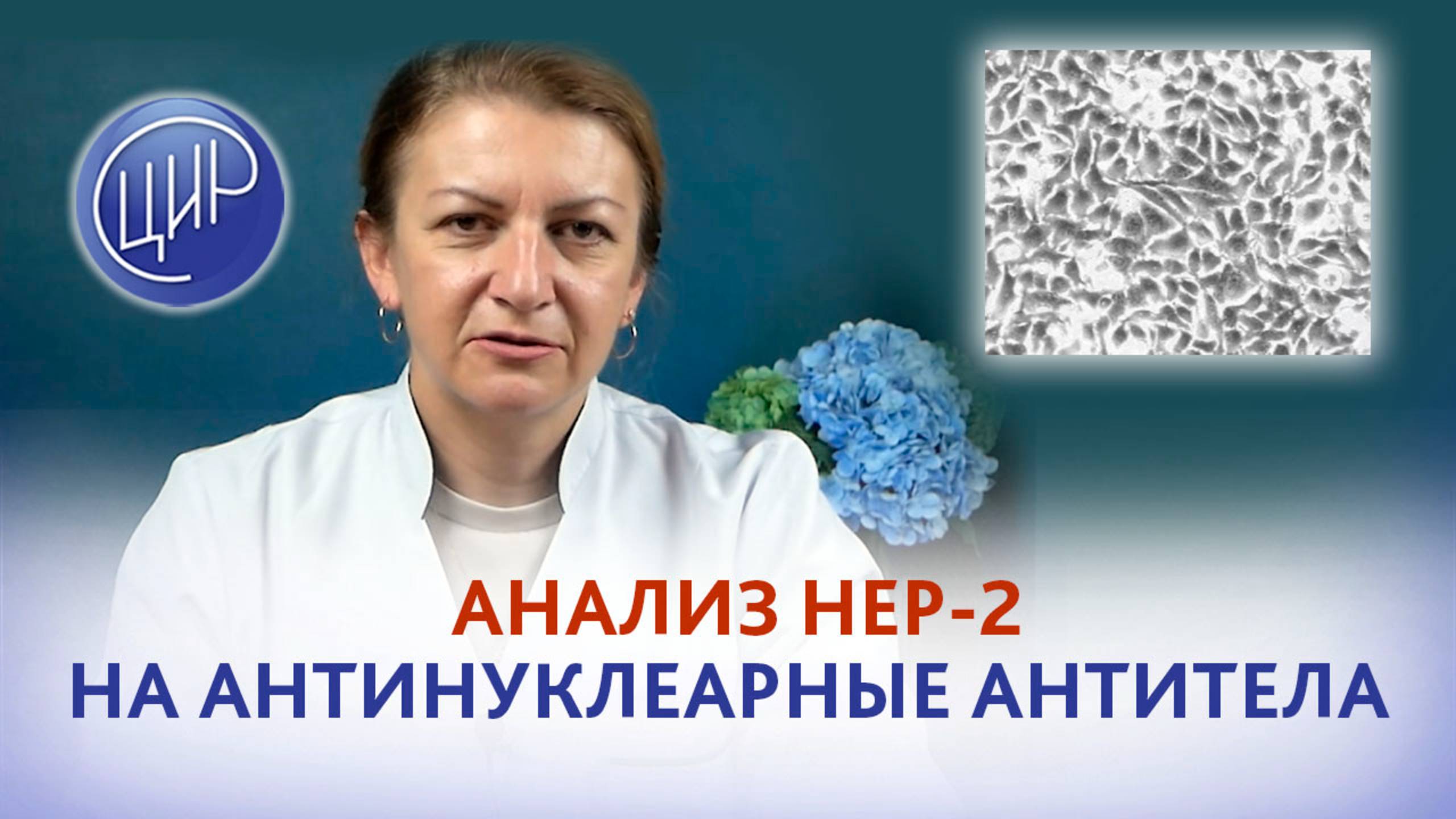 Анализ HEP-2 на антинуклеарный фактор. Интерпретация анализа HEP-2. смотреть онлайн