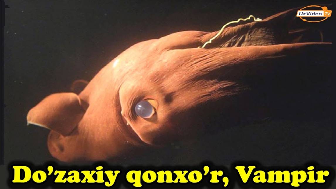 Mavjudligi Haqida Siz Bilmagan Va Xatto Tasavvur Ham Qilmagan 23 Nafar Antiqa Jonivorlar !!!