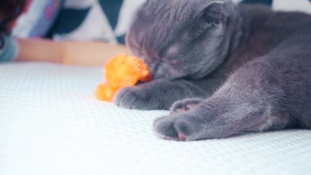 СЮРПРИЗ ДЛЯ ДЕВОЧЕК | ПОДАРКИ ДЛЯ КОШЕЧКИ И ЩЕНОЧКА смотреть онлайн