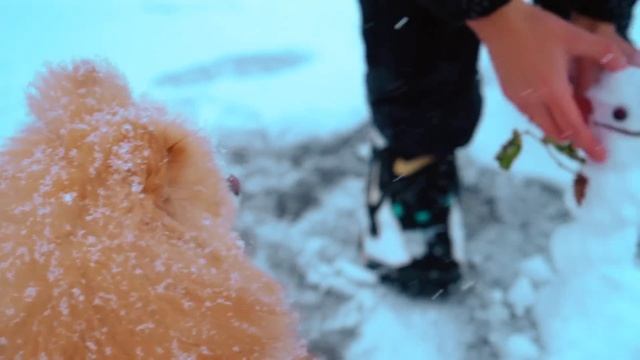 ШПИЦ СБЕЖАЛ от ХОЗЯЙКИ | СОБАЧКА ЭЛИС ГУЛЯЕТ по ПЕРВОМУ СНЕГУ на УЛИЦЕ | РЕАКЦИЯ НА СНЕГ -ОНА В ШОКЕ смотреть онлайн