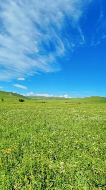 Buryat Melancholic & Majestic 9