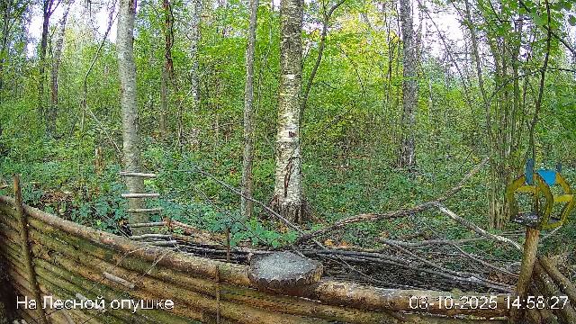 🍂СЕНТЯБРЬ в ЛЕСУ онлайн #Relaxing #природа #звуки леса #птицы #погода🍁 смотреть онлайн