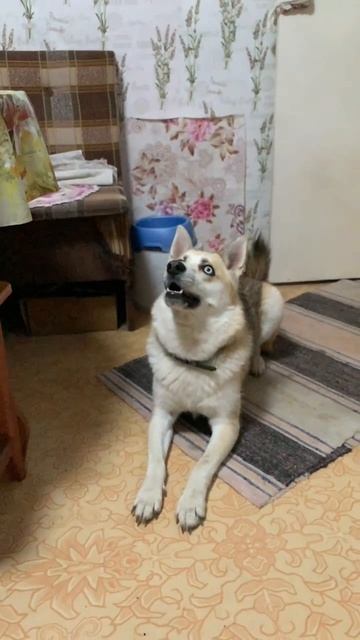 Точно в цель #хаски #щенок #собака #домашниеживотные #БрюликиЛиска #dog смотреть онлайн