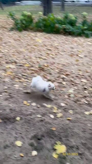 Померанский шпиц Луна и йоркширский терьер Шани 03.10.2025