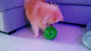 ГОВОРЯЩИЕ ПИТОМЦЫ ЗАКАЗАЛИ ТАЙНУЮ ПОСЫЛКУ ! ВИКА В ШОКЕ!