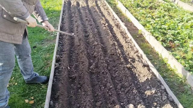 Посадка озимого лука осенью. смотреть онлайн