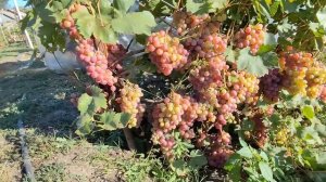 РОЗОВЫЙ НИЛ.Калугина В.М.