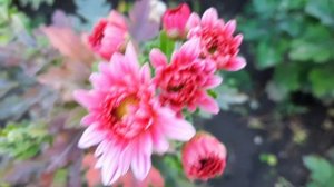 Хризантемы в саду 🌼🌺🏵🌺🌼🌼🌺