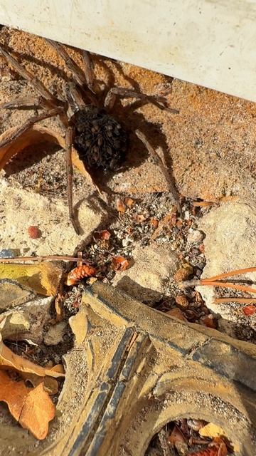 Паук Тарантул в Крыму. Как думаете опасный паук или нет? #крым #пауки #паук #тарантул #крымсегодня смотреть онлайн