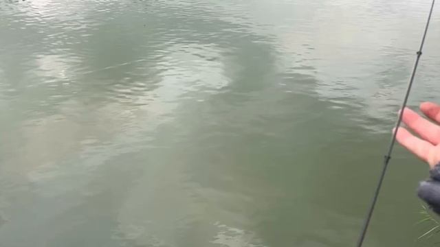 Рыбалка на Кубани. Сезон охоты на саранчу открыт смотреть онлайн