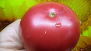 Томат "Малиновка яблочная, особо сладкая" из Казахстана. Дегустация сорта.