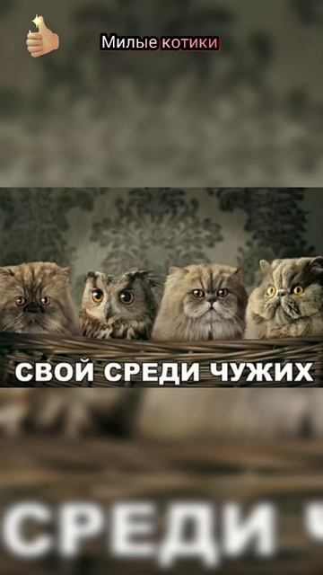 Смешные котики, без них и жизнь скучна 👍😻#кот #смешно смотреть онлайн