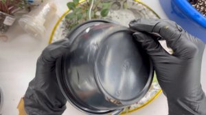 Как переукоренить трейлерные фиалки.