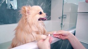 УЧУ СОБАКУ ПЛАВАТЬ В ВАННЕ | РЕАКЦИЯ ЭЛИС НА ВОДУ