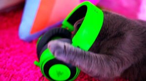 РУМ ТУР | ROOM TOUR | МОЙ ДОМИК - МОИ ОБНОВКИ - КОШЕЧКА БАТТЕРС