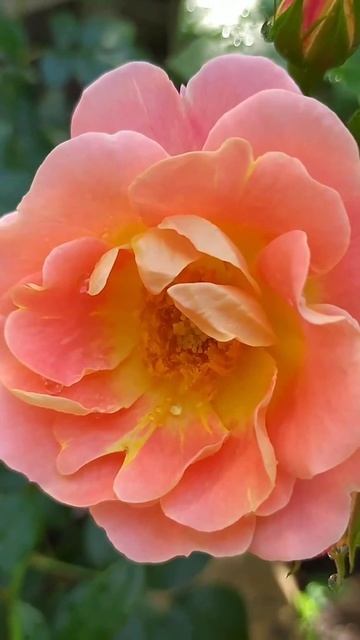 Роза Герцогиня Фредерика | Ростов-на-Дону | Small Gardens