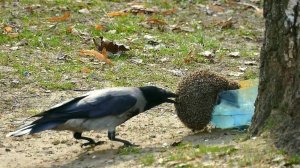 Удивительные моменты с ПТИЦАМИ, снятые на камеру!