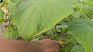 В гостях у  Гарника, опыт фермера в выращивании огурца.