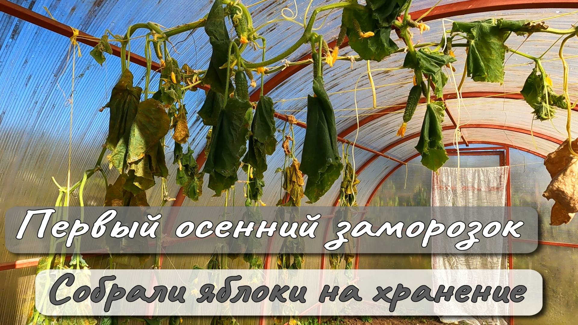 Первый осенний заморозок Собрали яблоки на хранение смотреть онлайн