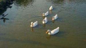 СОБАЧКА ЭЛИС Гуляет по ФЕРМЕ с БАРАШКАМИ - Пет Френдли Парк с БАРАШКАМИ | ОДИН ДЕНЬ с ПИТОМЦАМИ