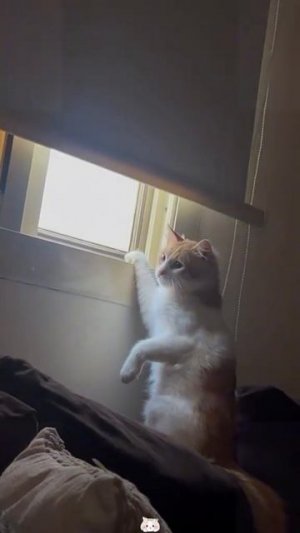 Приколы с котами