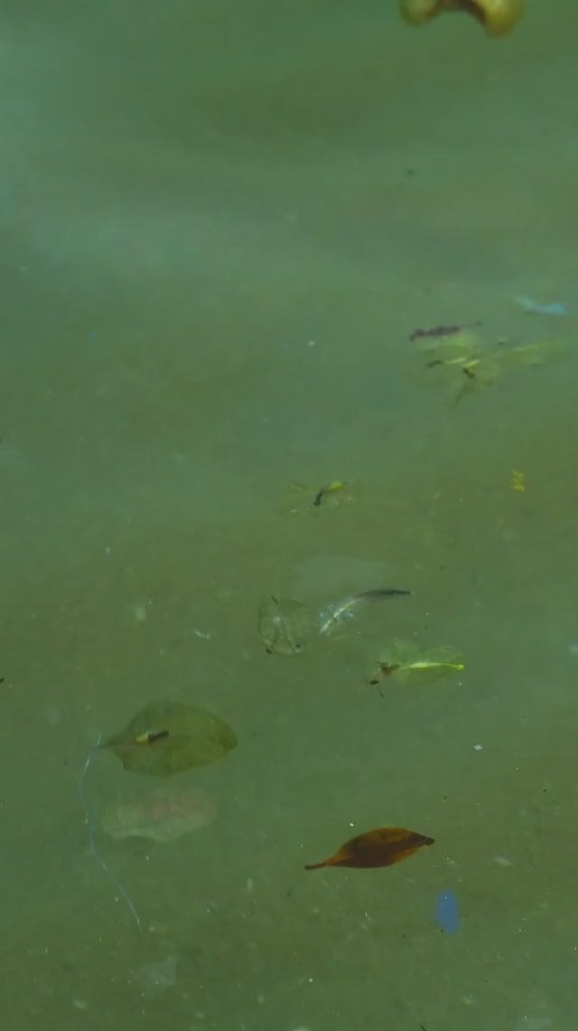 Что делать, если вода в бассейне зацвела?