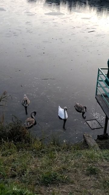 Шолмовский пруд в Ульяновске, где живут лебеди. 3.10.2025