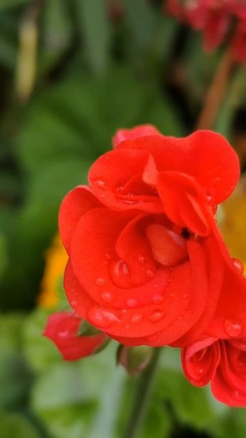 красота вокруг #красиво #цветы #осень 03-10-2025