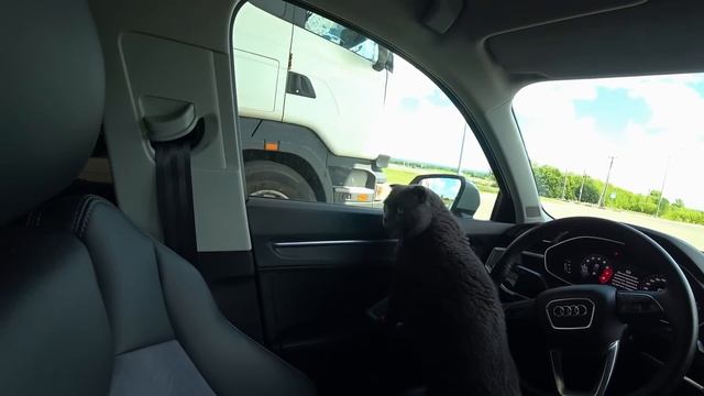 24 ЧАСА В МАШИНЕ С ЕЖИКОМ, КОТИКОМ И ПЕСИКОМ | ПУТЕШЕСТВИЕ С КОШКОЙ И СОБАКОЙ НА МАШИНЕ и еще с Ежом смотреть онлайн