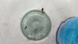 Оса и лесной муравей в одной банке