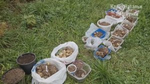 Огород и город с 20 сентября 2025. Выкапываю мартагоны. Травы на городском цветнике. Посадка мускари