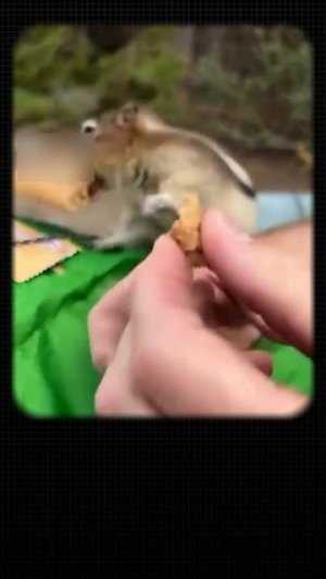 наглая белочка 😂 🤣