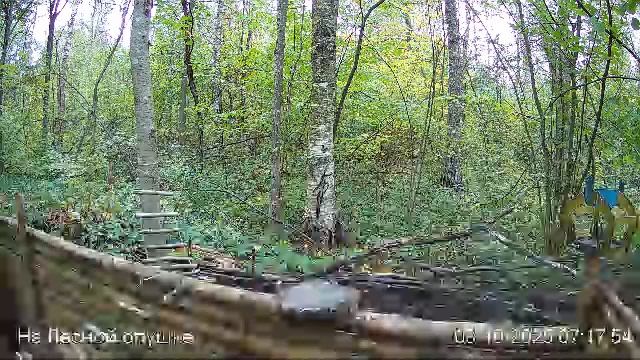 🍂СЕНТЯБРЬ в ЛЕСУ онлайн #Relaxing #природа #звуки леса #птицы #погода🍁 смотреть онлайн