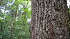 ФУГЛЕР В РЕАЛЬНОЙ ЖИЗНИ | 24 ЧАСА В ЗАКОЛДОВАННОМ ЛЕСУ С КОТОМ И СОБАКОЙ
